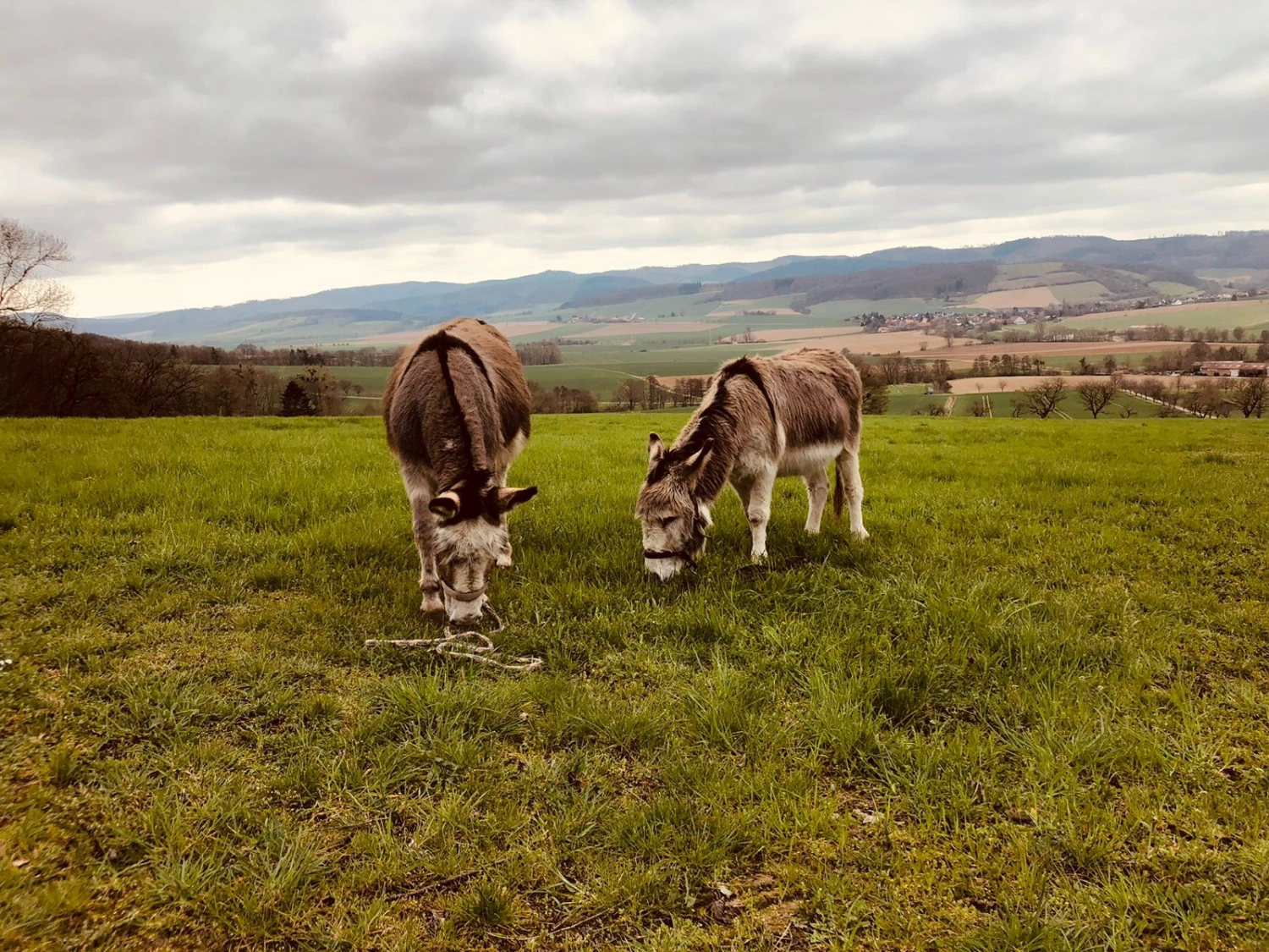 Reit und Ponyparadies Roos Esel fressen Gras