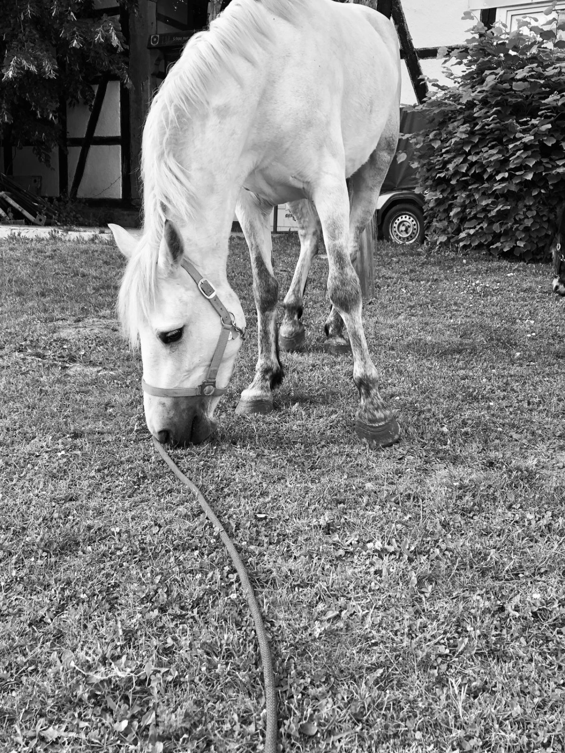 Reit und Ponyparadies Roos Ponyreiten