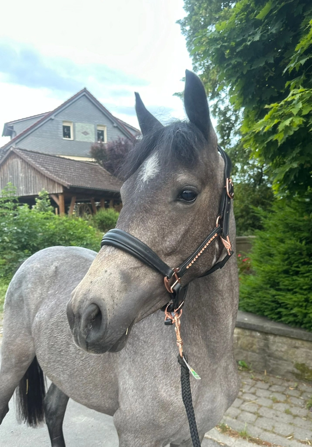 Reit und Ponyparadies Roos Ponyreiten