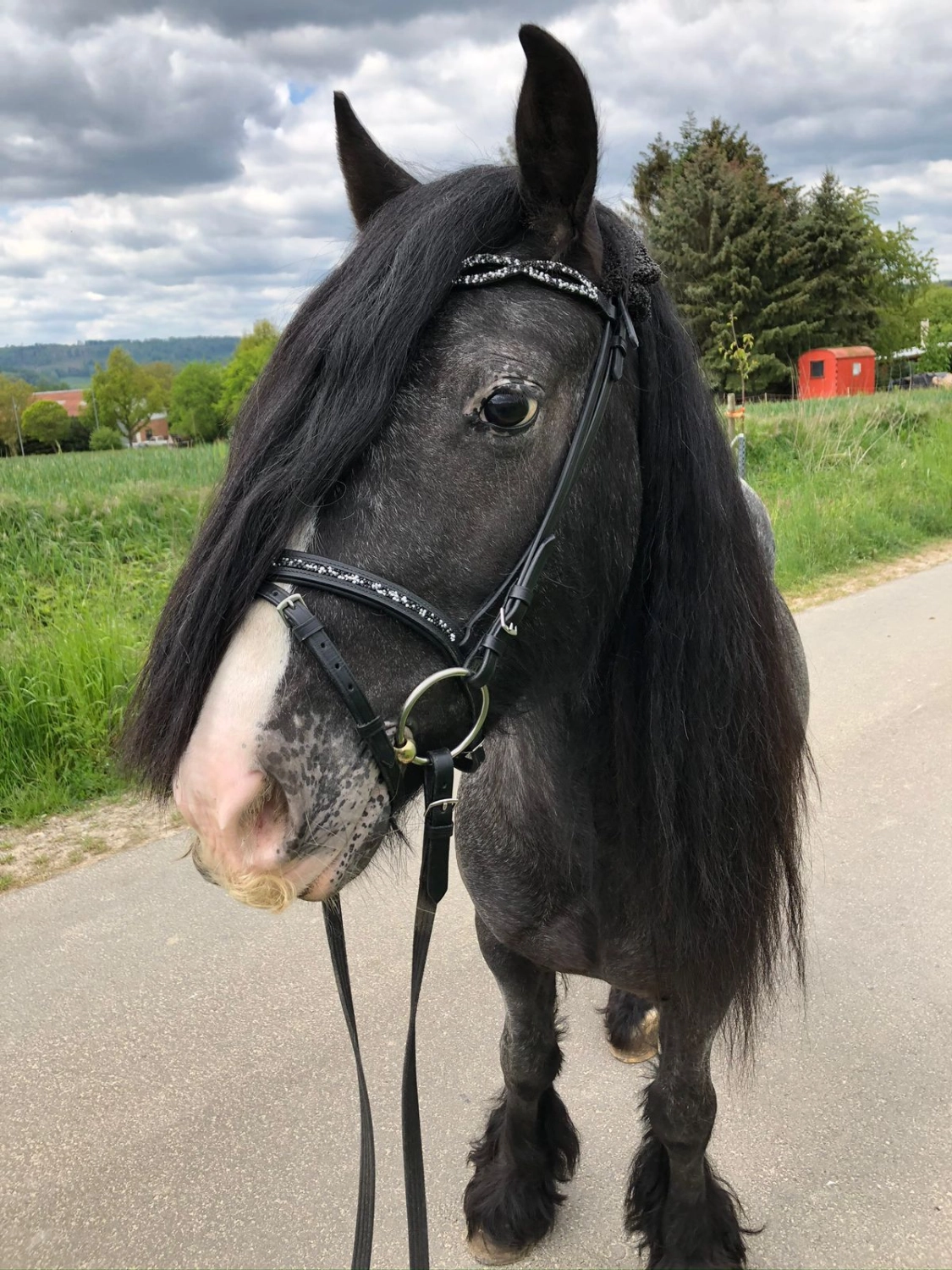 Reit und Ponyparadies Roos Ponyreiten