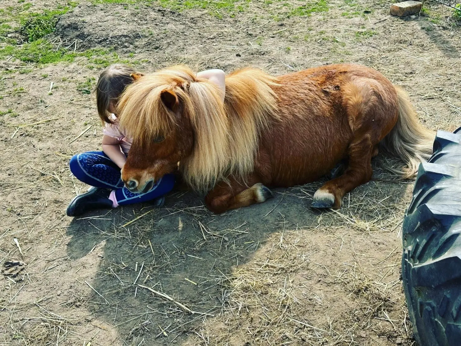 Reit und Ponyparadies Roos  Mini Mäuse Reiten 3-5 Jahren